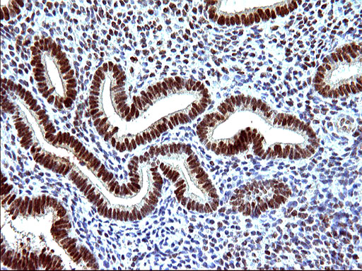 m17067 anti polr3gl mouse monoclonal antibody clone id oti5e8 ihc testing 7