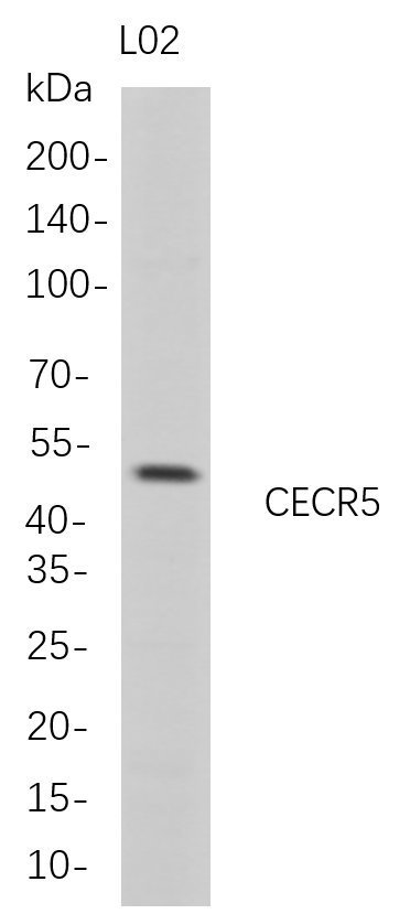 m17205 1 cecr5 primary antibodies wb testing 1