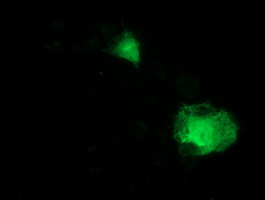 m17225 1 anti mds028 itfg2 mouse monoclonal antibody clone id oti3c4 if testing 7