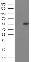 HEK293T cells were transfected with the pCMV6-ENTRY control (Left lane) or pCMV6-ENTRY ITFG2 (Right lane) cDNA for 48 hrs and lysed