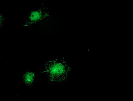 m17225 anti mds028 itfg2 mouse monoclonal antibody clone id oti 3b3 if testing 4