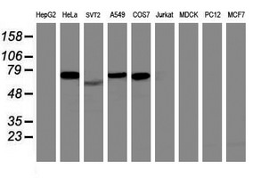 Western blot analysis of extracts (35ug) from 9 different cell lines by using anti-ITFG2 monoclonal antibody (HepG2: human; HeLa: human; SVT2: mouse; A549: human; COS7: monkey; Jurkat: human; MDCK: canine; PC12: rat; MCF7: human)