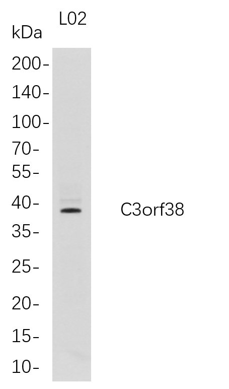 Western Blot analysis of L02 whole cell lysates were separated by 4-20% SDS-PAGE, and the membrane was blotted with anti-C3orf38 rabbit mAb