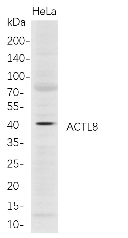 Western Blot analysis of HeLa whole cell lysates were separated by 4-20% SDS-PAGE, and the membrane was blotted with anti-ACTL8 rabbit mAb