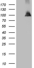 HEK293T cells were transfected with the pCMV6-ENTRY control (Left lane) or pCMV6-ENTRY NAP1L3 (Right lane) cDNA for 48 hrs and lysed