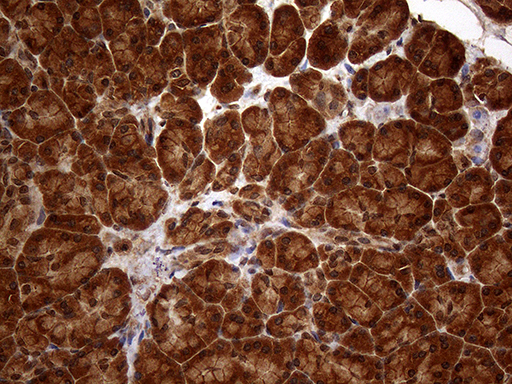 Immunohistochemical staining of paraffin-embedded Human pancreas tissue within the normal limits using anti-SPANXN3 mouse monoclonal antibody