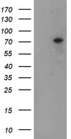 m17411 anti tigd1 mouse monoclonal antibody clone id oti4g9 wb testing 1