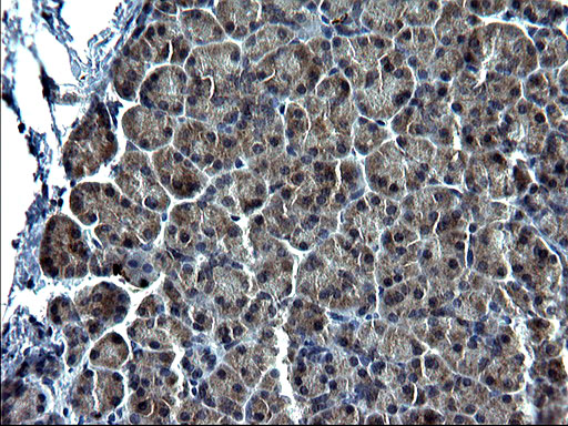 Immunohistochemical staining of paraffin-embedded Human pancreas tissue within the normal limits using anti-C12orf26 mouse monoclonal antibody