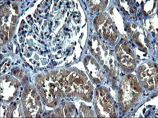 m17994 anti c12orf26 mettl25 mouse monoclonal antibody clone id oti2b6 ihc testing 4