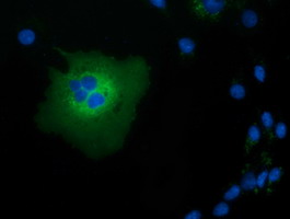 m18041 anti tcp11l2 mouse monoclonal antibody clone id oti2a10 if testing 4