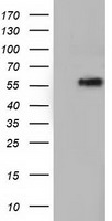 m18041 anti tcp11l2 mouse monoclonal antibody clone id oti2a10 wb testing 1