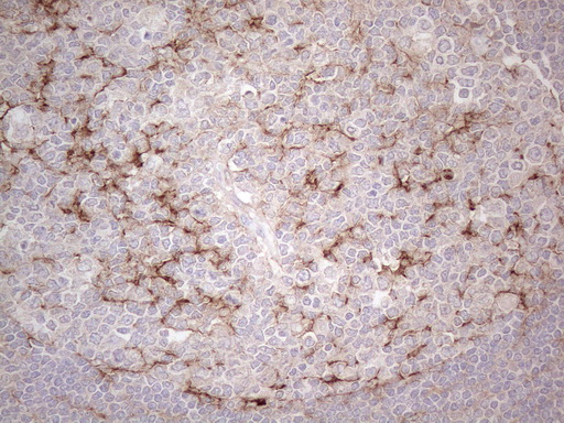 m18084 anti poteg mouse monoclonal antibody clone id oti2g1 ihc testing 3