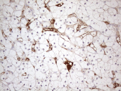 m18084 anti poteg mouse monoclonal antibody clone id oti2g1 ihc testing 5