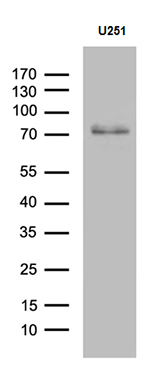 Western blot analysis of extracts (35ug) from U251 cell line by using anti-CCDC27 monoclonal antibody (1:500)