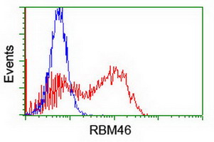 HEK293T cells transfected with either RBM46 (Myc-DDK-tagged) overexpress plasmid (Red) or empty vector control plasmid (Blue) were immunostained by anti-RBM46 antibody (M18149)