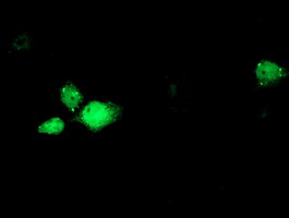 Anti-RBM46 mouse monoclonal antibody (M18149) immunofluorescent staining of COS7 cells transiently transfected by pCMV6-ENTRY RBM46