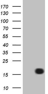 HEK293T cells were transfected with the pCMV6-ENTRY control (Left lane) or pCMV6-ENTRY LELP1 (Right lane) cDNA for 48 hrs and lysed