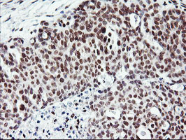 m18242 1 anti rnf113b mouse monoclonal antibody clone id oti2c10 ihc testing 4