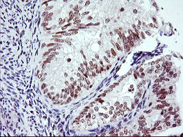 m18242 1 anti rnf113b mouse monoclonal antibody clone id oti2c10 ihc testing 5