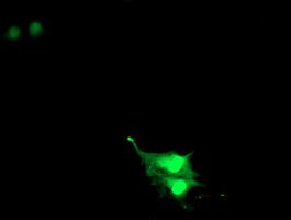 m18242 anti rnf113b mouse monoclonal antibody clone id oti7a1 if testing 8