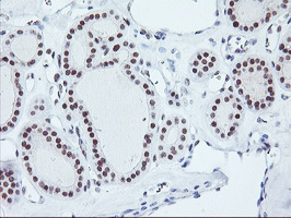 m18242 anti rnf113b mouse monoclonal antibody clone id oti7a1 ihc testing 4