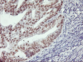 m18242 anti rnf113b mouse monoclonal antibody clone id oti7a1 ihc testing 5