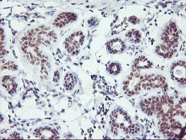 m18242 anti rnf113b mouse monoclonal antibody clone id oti7a1 ihc testing 6