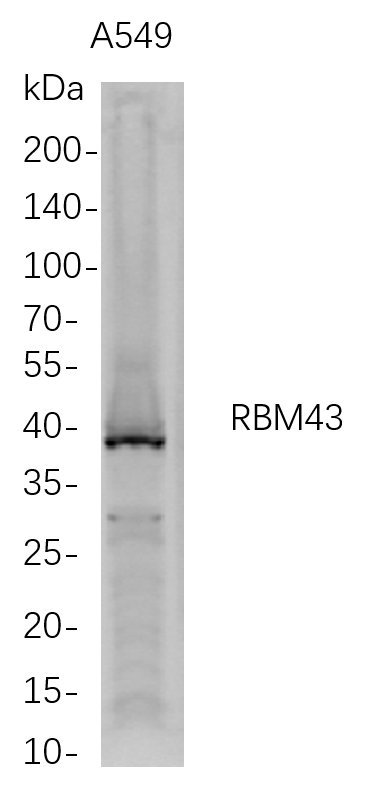 m18243 1 rbm43 primary antibodies wb testing 1