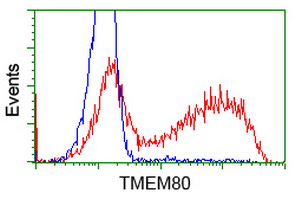 HEK293T cells transfected with either TMEM80 (Myc-DDK-tagged) overexpress plasmid (Red) or empty vector control plasmid (Blue) were immunostained by anti-TMEM80 antibody (M18253)