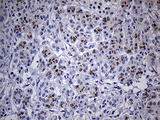 Immunohistochemical staining of paraffin-embedded Human pancreas tissue within the normal limits using anti-THAP8 mouse monoclonal antibody. (Heat-induced epitope retrieval by 1mM EDTA in 10mM Tris buffer (pH8.5) at 120°C for 3min