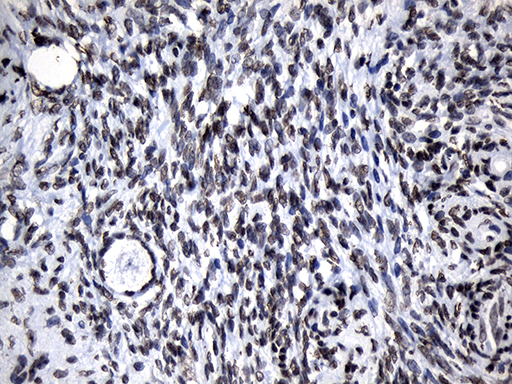 m18589 anti znf705d mouse monoclonal antibody clone id oti1g1 ihc testing 3