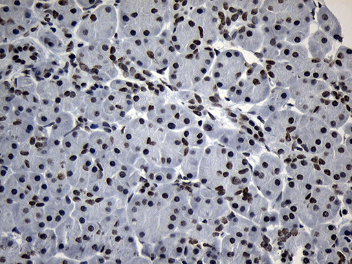 m18589 anti znf705d mouse monoclonal antibody clone id oti1g1 ihc testing 5