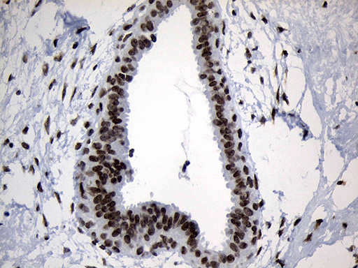 m18589 anti znf705d mouse monoclonal antibody clone id oti1g1 ihc testing 9