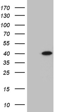 m18589 anti znf705d mouse monoclonal antibody clone id oti1g1 wb testing 1