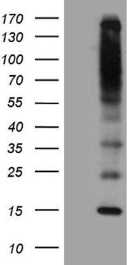 m19184 anti irf1 as1 mouse monoclonal antibody clone id oti10a6 wb testing 1