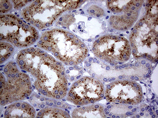 Immunohistochemical staining of paraffin-embedded Human Kidney tissue within the normal limits using anti-C4orf36 mouse monoclonal antibody