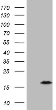 HEK293T cells were transfected with the pCMV6-ENTRY control (Left lane) or pCMV6-ENTRY C4orf36 (Right lane) cDNA for 48 hrs and lysed