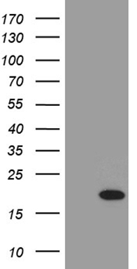 HEK293T cells were transfected with the pCMV6-ENTRY control (Left lane) or pCMV6-ENTRY PLAC8L1 (Right lane) cDNA for 48 hrs and lysed