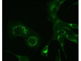 m19765 1a primary antibodies if testing 1