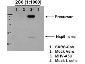 m19765 1a primary antibodies wb testing 2