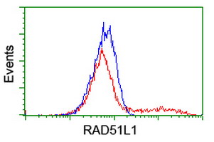 m20019 anti rad51l1 rad51b mouse monoclonal antibody clone id oti7h4 flow cytometry testing 3