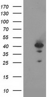 m20019 anti rad51l1 rad51b mouse monoclonal antibody clone id oti7h4 wb testing 1