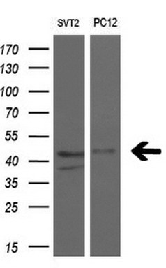 m20019 anti rad51l1 rad51b mouse monoclonal antibody clone id oti7h4 wb testing 2