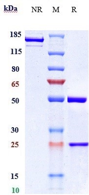 Anti-CCN2/CTGF Reference Antibody (pamrevlumab) on SDS-PAGE under reducing (R) condition