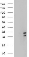 m30172 anti sen1 morf4 mouse monoclonal antibody clone id oti5f2 wb testing 1