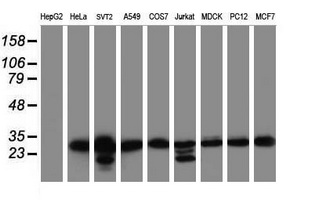 m30172 anti sen1 morf4 mouse monoclonal antibody clone id oti5f2 wb testing 2