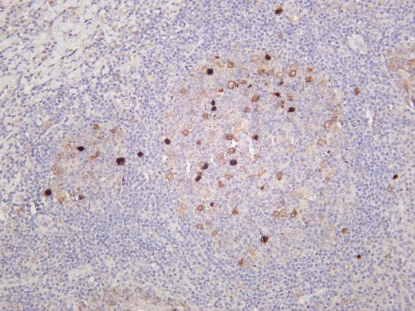 m30391 1 ccnb primary antibodies ihc testing 1