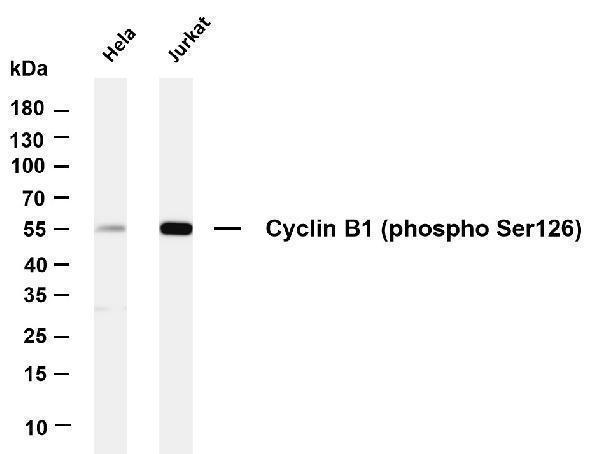 m30391 1 ccnb primary antibodies wb testing 1