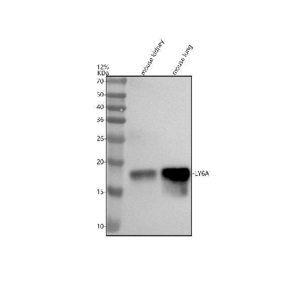 m30403 ly6a primary antibodies wb testing 1