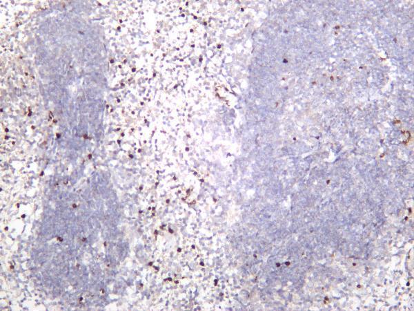 Mouse spleen was stained with anti-Ly6g rabbit antibody